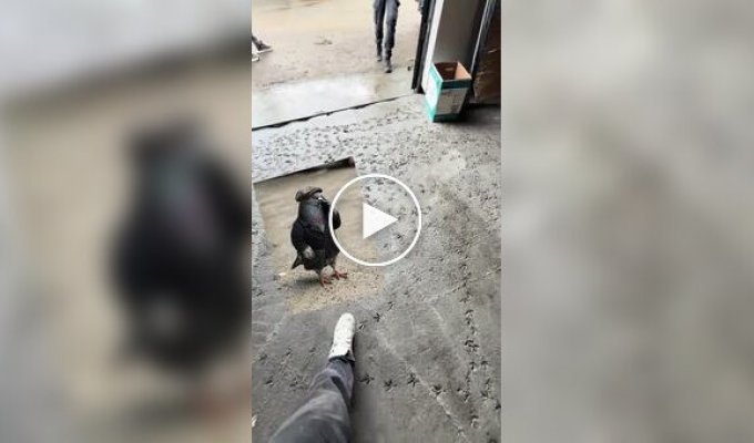 Голубь поговорил по телефону