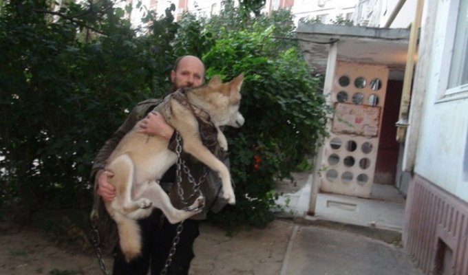 Житель Волгограда держит настоящего волка в качестве домашнего питомца (6 фото)