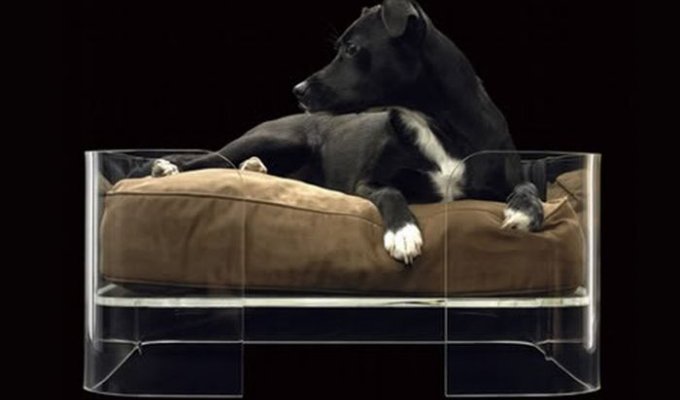 Элитная мебель для собак (6 Фото)