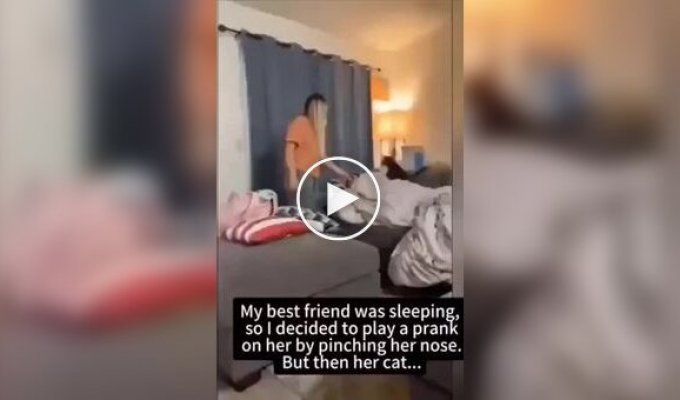 The cat did not allow the girl to make fun of her owner