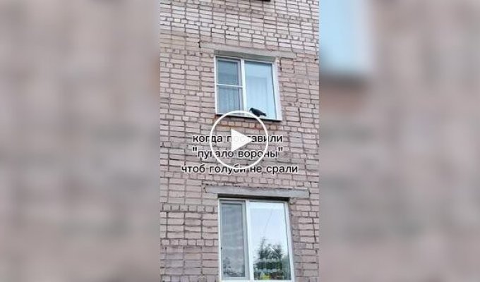 Реакция голубей на отпугиватель птиц