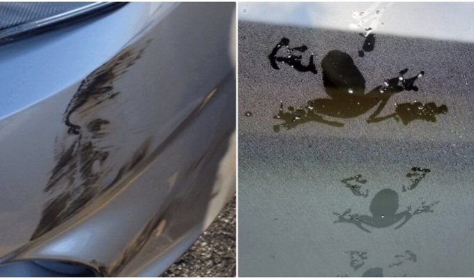 Marks on cars that owners would not want to see on their cars (14 photos)