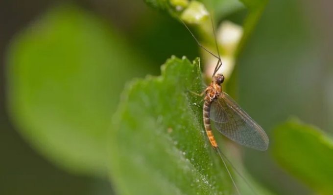 Какое живое существо никогда не ест? (2 фото)