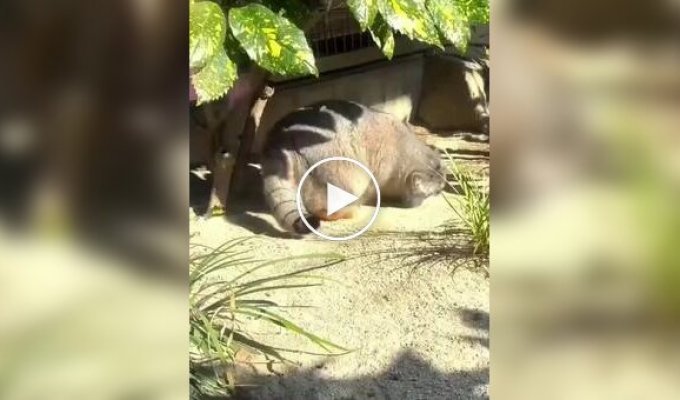 Манулы обожают валяться в песке