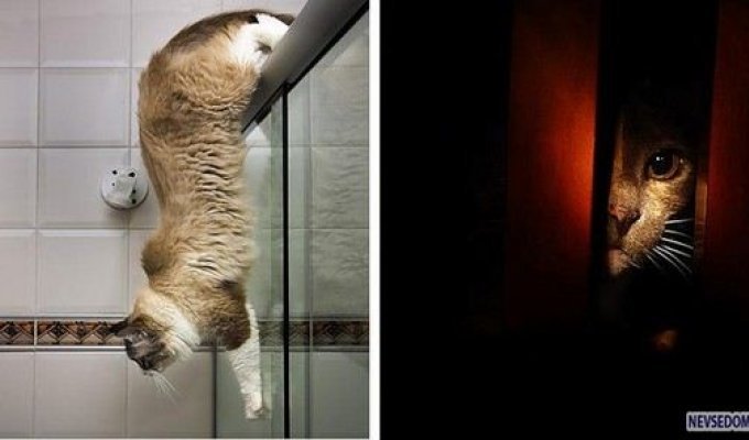 Коты как элемент интерьера (25 фото)