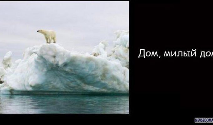 Глобальное потепление у белых медведей (4 фото)