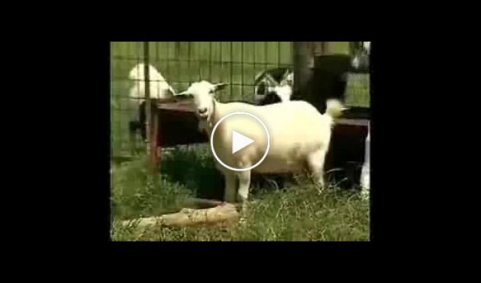 Что они делают с козами?