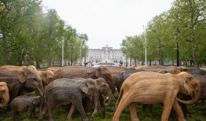 Стадо слонов у Букингемского дворца (5 фото)