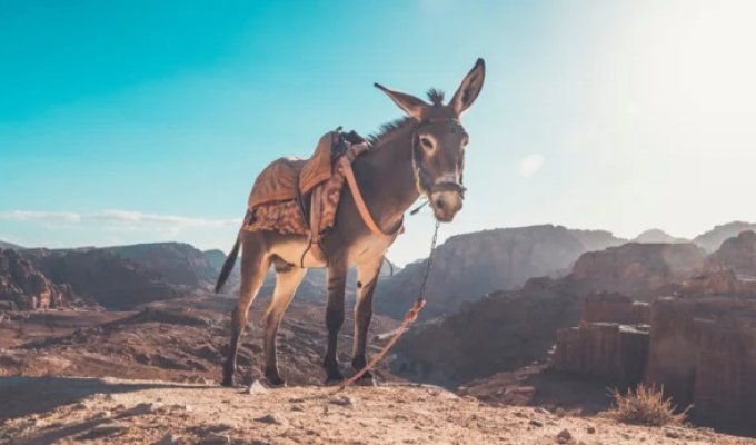 7 Facts About Donkeys That Will Make You Respect This Animal (8 photos)