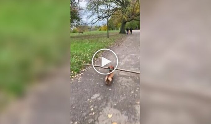 Dachshund with a grip of steel