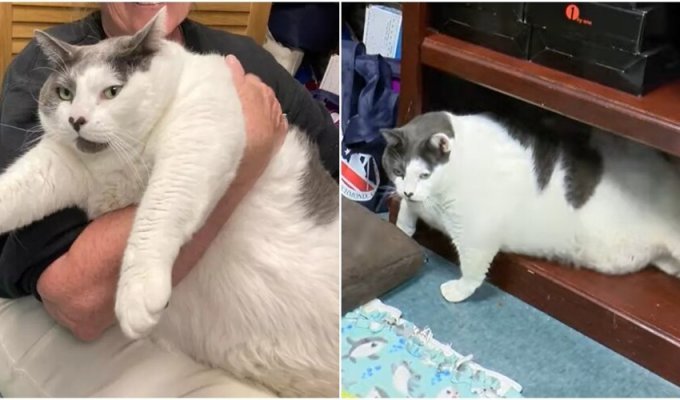 Хозяева бросили кота в приюте, потому что он был слишком толстым (6 фото + 1 видео)