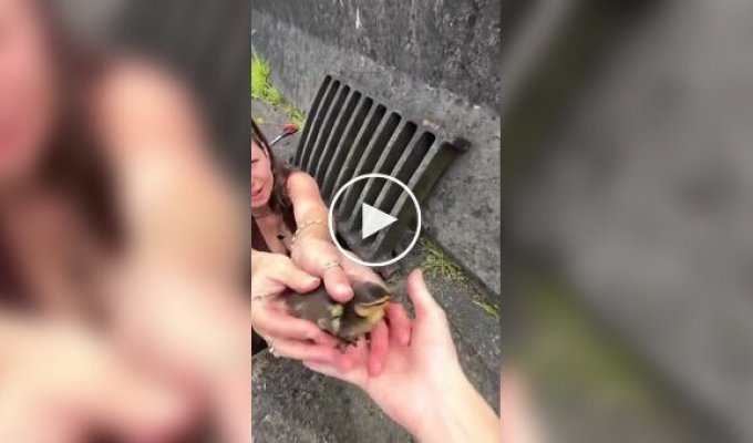 Девушка спасла попавших в беду утят
