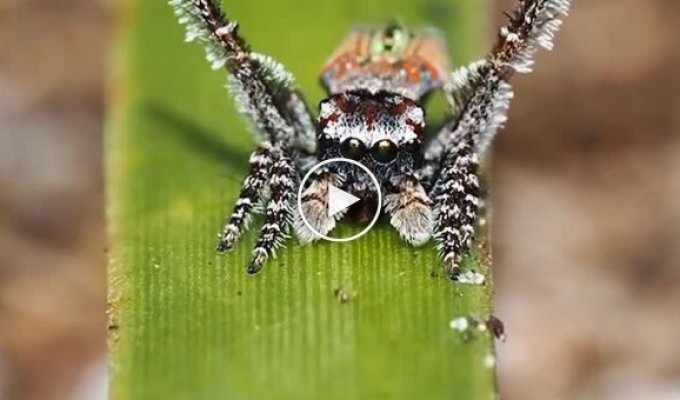 Mating dance of the peacock spider