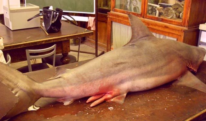В Неве поймали акулу (13 фото)