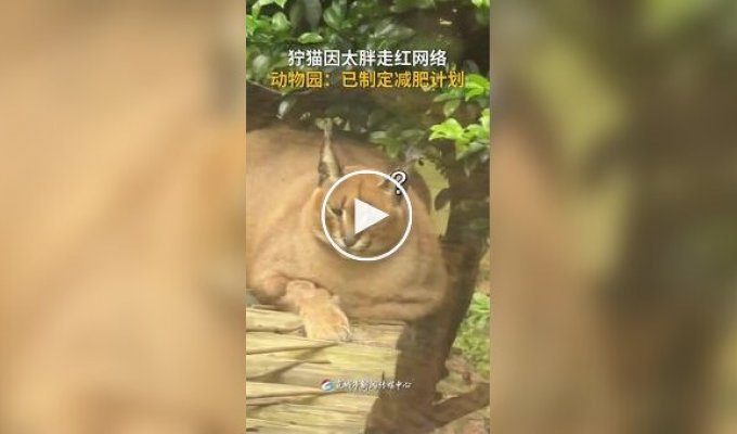 Chubby caracals have become popular online