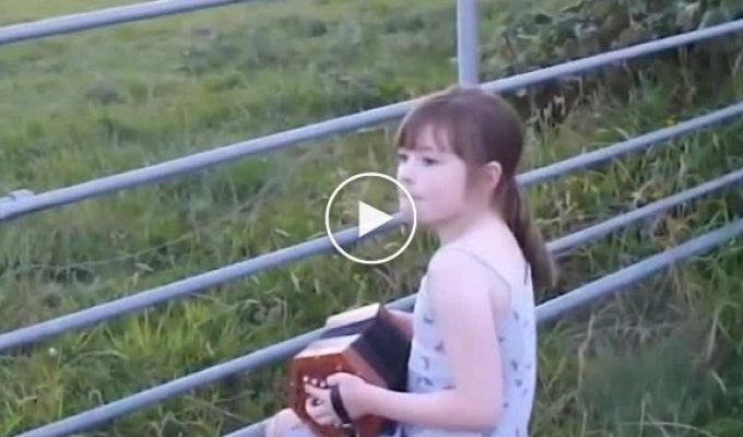 Коровы прибежали послушать музыку маленькой девочки
