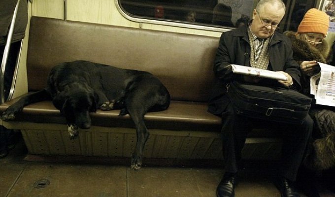 Эволюция. Собаки и метро (20 фото)