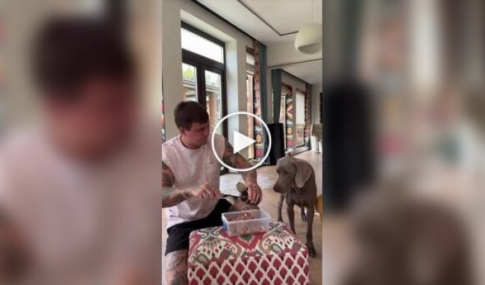 Защитил самое важное ценой жизни хозяина