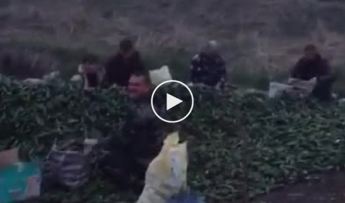 В Краснодарском крае массово собирают огурцы, которые выкинули фермеры из-за закрытых рынков