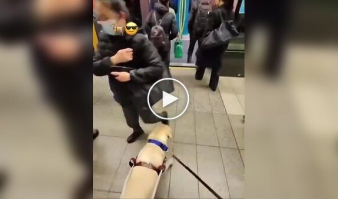 Пес все зробив без команди