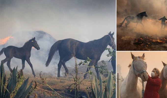 Лошадь бросилась в горящую конюшню, чтобы спасти жеребенка (15 фото + 1 видео)