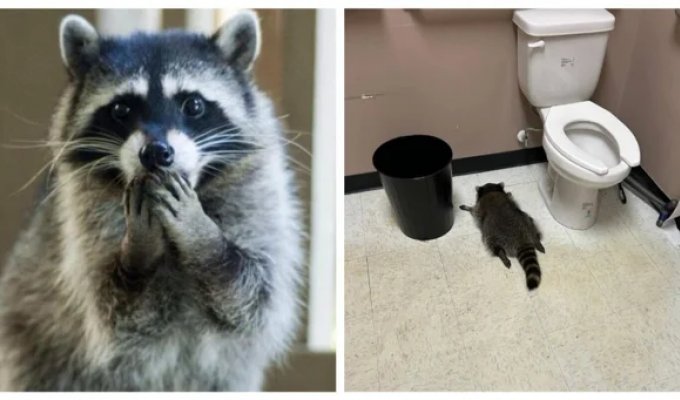 Пьяный енот, которого нашли спящим в магазине алкоголя, оказался "рецидивистом" (2 фото + 1 видео)