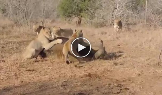 Стадо буйволів спробувало відбити свого родича у левового прайду