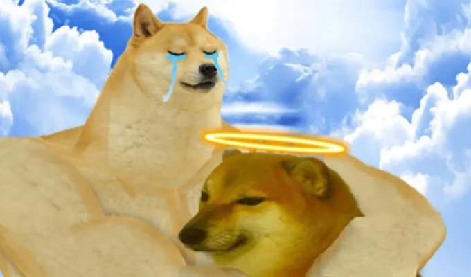 A Shiba Inu named Kabosu, who became a symbol of the Doge meme and the Dogecoin cryptocurrency, has died (5 photos + 1 video)