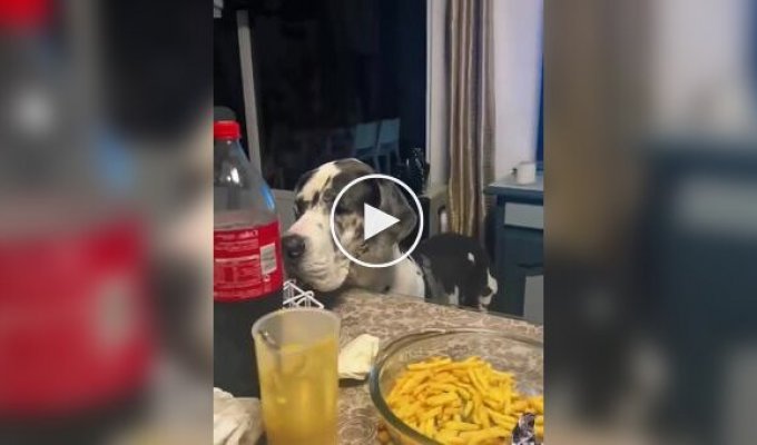 Приколы с собачьими хвостами