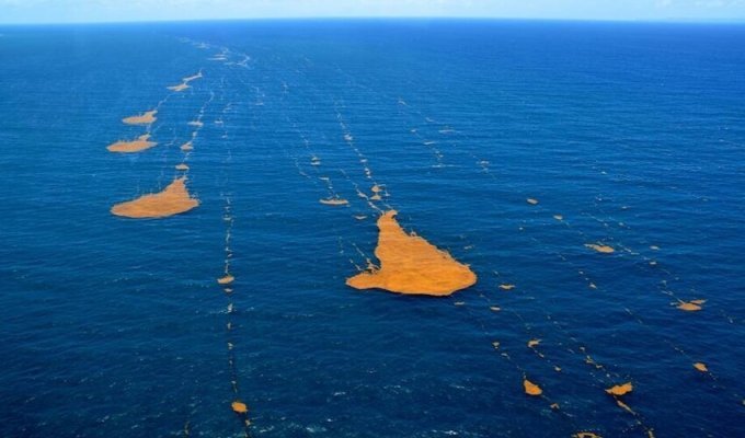 Саргасове море: «Пустиня, що плаває», яка не має кінця (4 фото)
