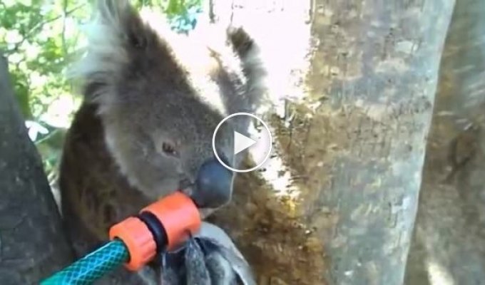 Дружелюбная коала пьёт воду из поливочного шланга
