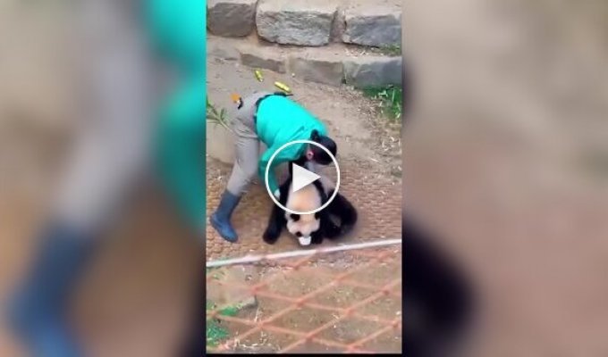 Забавный рабочий эпизод сотрудницы центра, где разводят панд