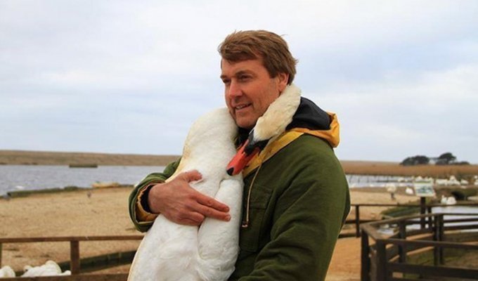 Этот прекрасный лебедь обнял человека в благодарность за спасение (5 фото)