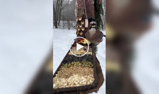 Птичий шведский стол