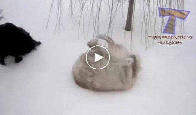 С первым снегом кошки и собаки (подборка)