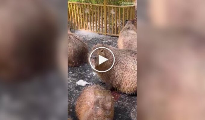 Капибара лакомится тополиным пухом