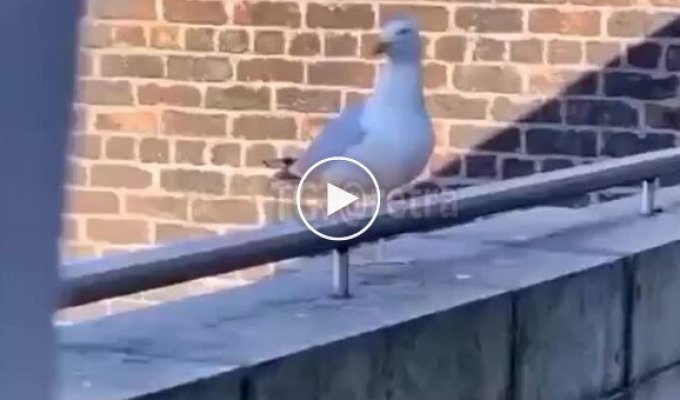 Чайка передражнює собаку