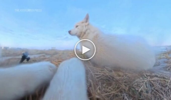 Собака украла камеру и сняла короткометражку