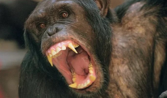 War of chimpanzees against gorillas: a major conflict that changed the idea of ​​primates (8 photos)