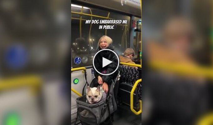 Собака, яка любить поговорити з людьми в автобусі
