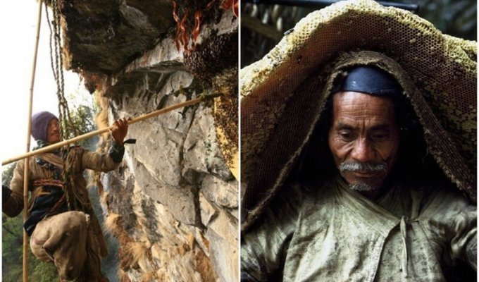 Как работают охотники за диким мёдом в Непале (32 фото)