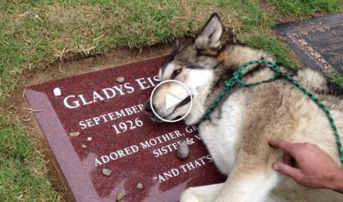 Волк зарыдал на могиле бабушки своей хозяйки