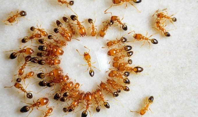 Карусель смерти у муравьев (4 фото + 3 видео)