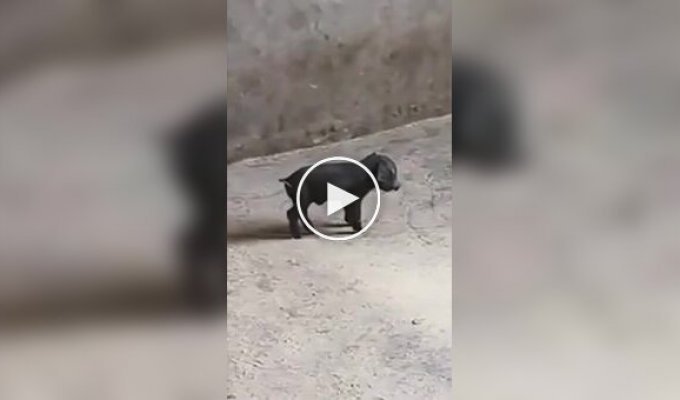 Свиньи боятся черного поросенка