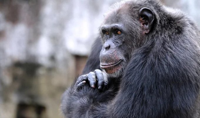 7 Most Impressive Displays of Animal Intelligence (7 Photos)