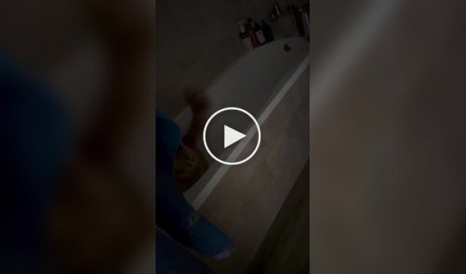 Любителька кішок поділилася, як це жити з мейн-куном