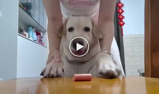 Dog was afraid to stay home alone; a mannequin dressed in its owner's clothes came to the rescue