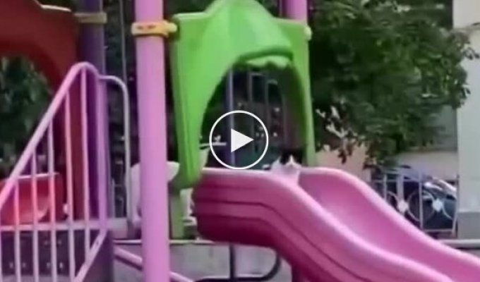 Когда в парке никого нет, маленький котенок тайком катается с горки