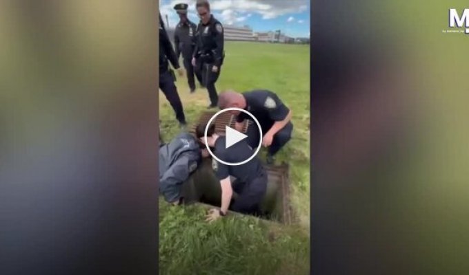 New York police rescued 11 ducklings that fell into a sewer