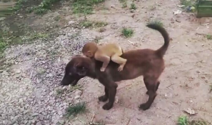 Собака принесла на своей спине брошенную маленькую обезьянку в местный полицейский участок (3 фото + 1 видео)